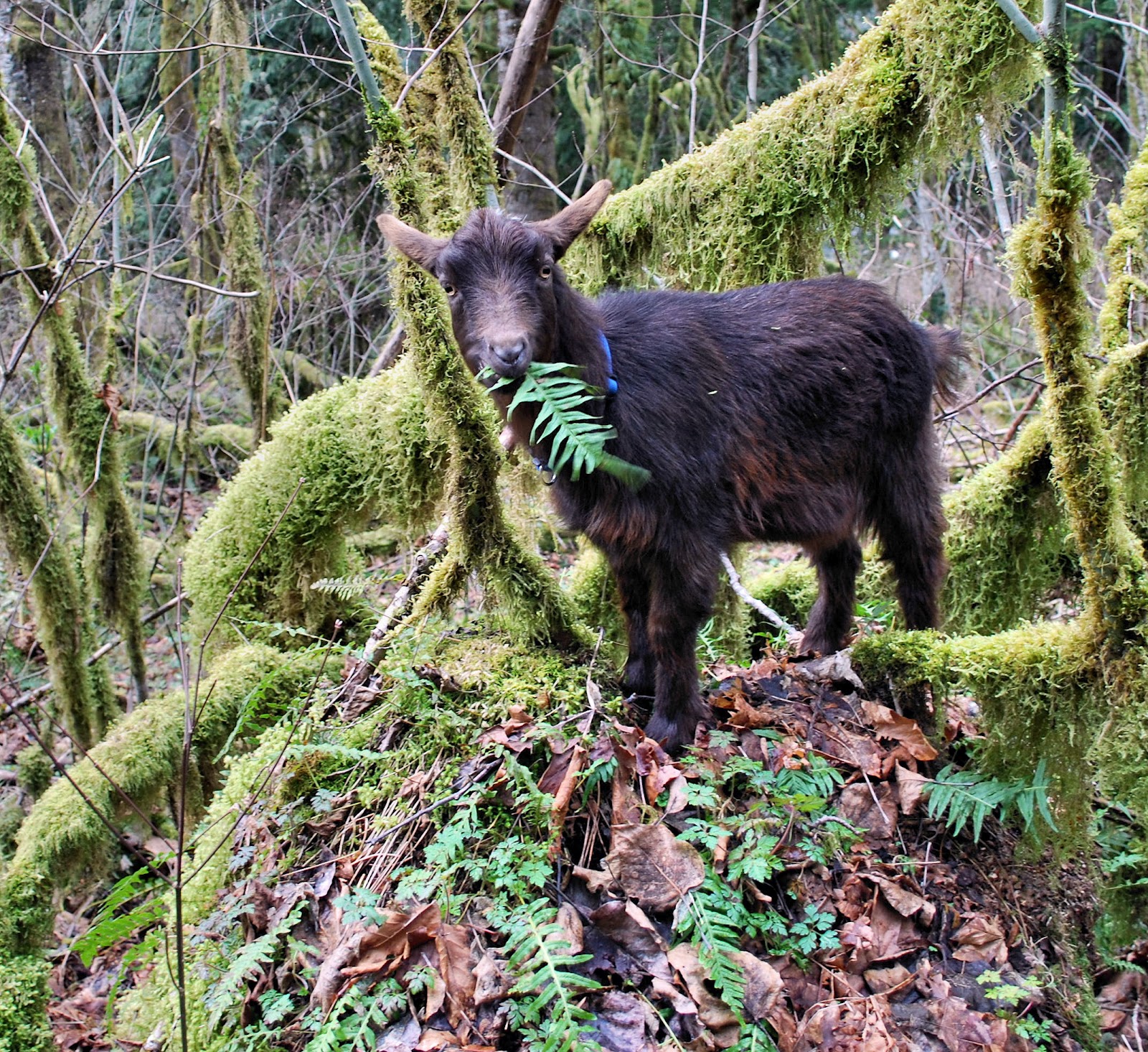 What kind of animals eat ferns?